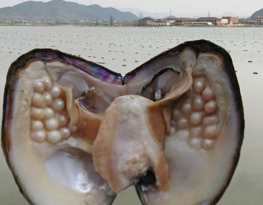 Large particle freshwater seedless multi pearl mussel（There are 18-25 pearls in a pearl clam）