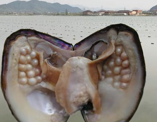 Large particle freshwater seedless multi pearl mussel（There are 18-25 pearls in a pearl clam）